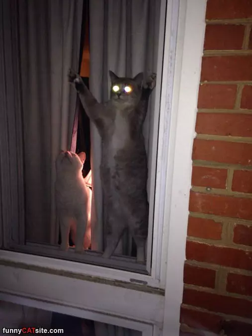 Looking Out The Window
