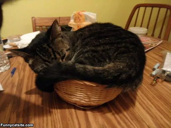 If I Fits I Sit