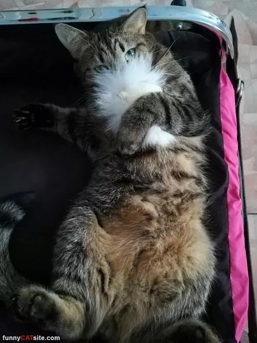 My Tail Smells So Good
