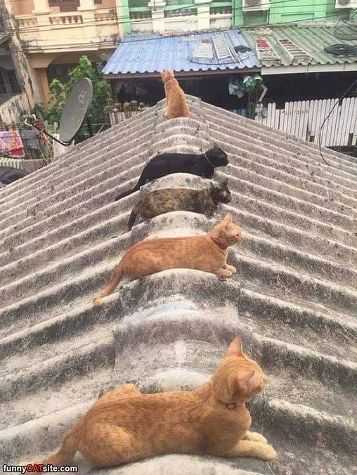 The Cat Roof