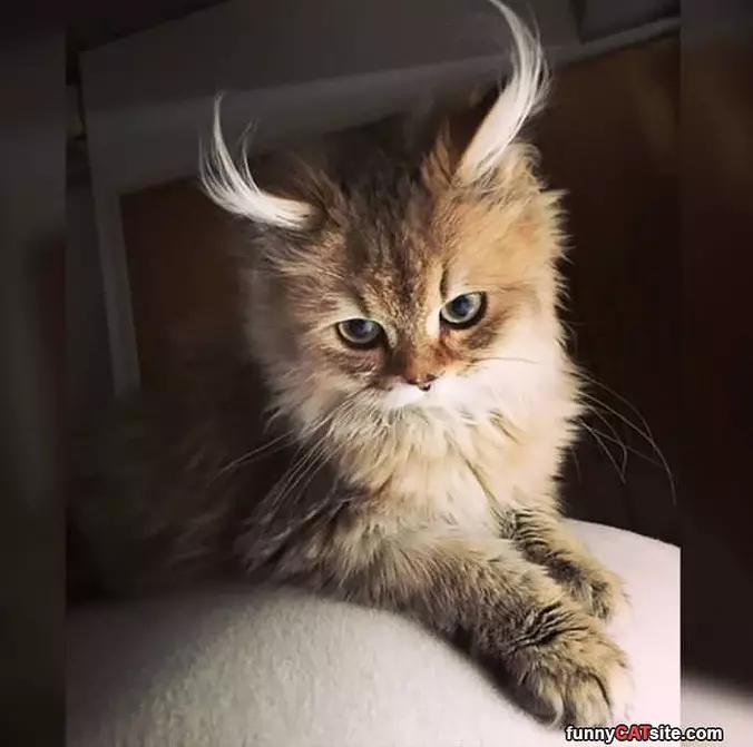 Fancy Ears