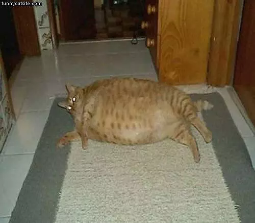 Fatty Fat Fat