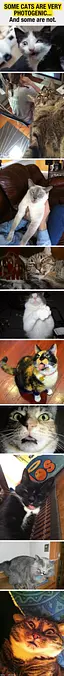 Not All Cats Are Photogenic