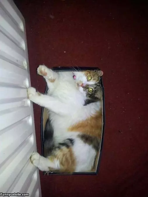 One Box Of Cat