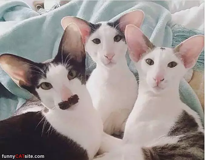 Hello Friends