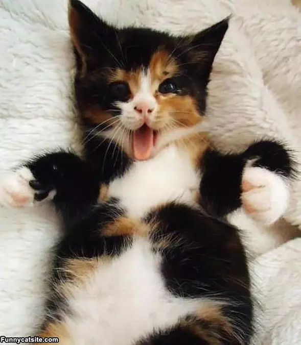 Little Rawrr