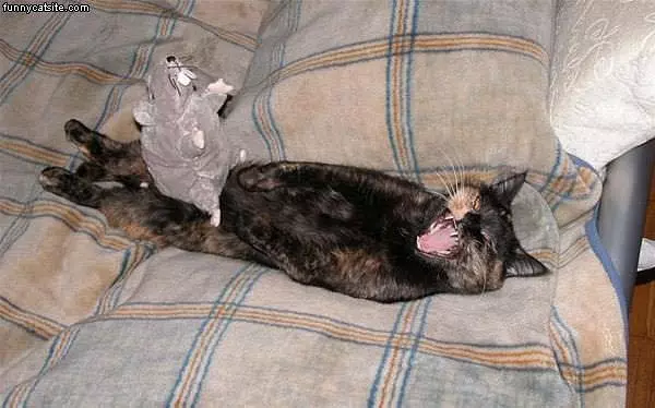 Mad Cat