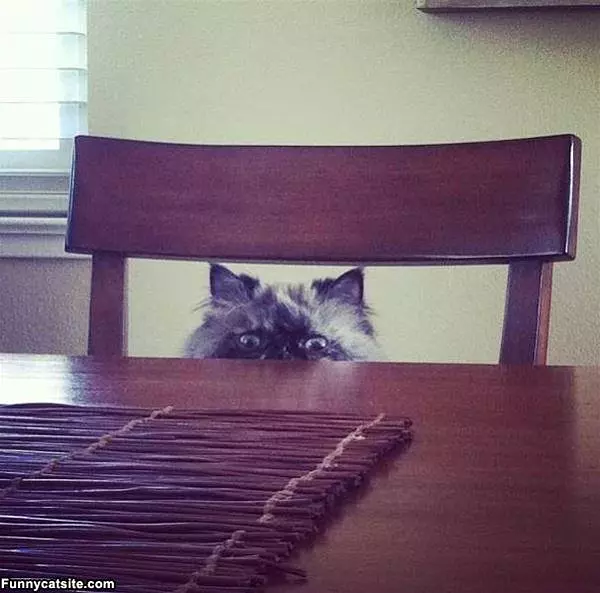 Bring Me Tuna