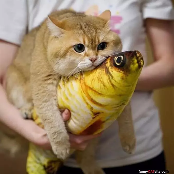Nice Fish