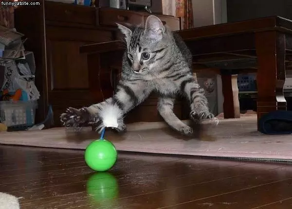 Pounce