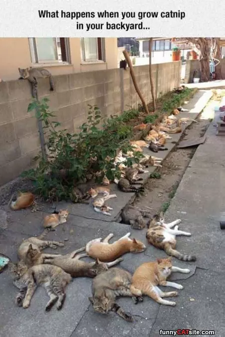 Grow Catnip
