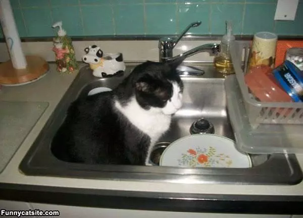 Sink Cat
