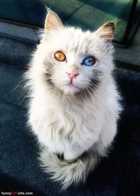 The Sweetest Cat