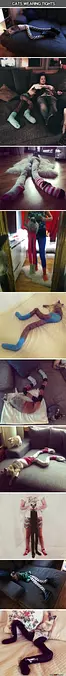 Cats Wearing Tights