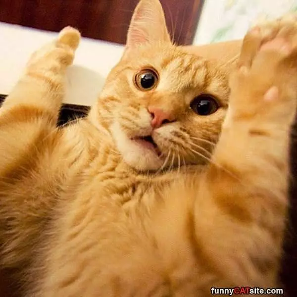 Ok Ok You Caught Me