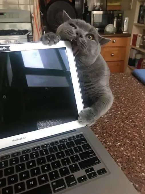 Eating Your Homework