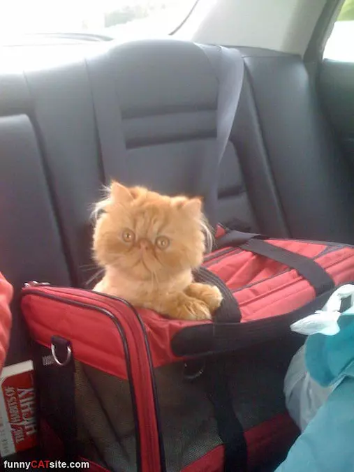 Cooler Cat