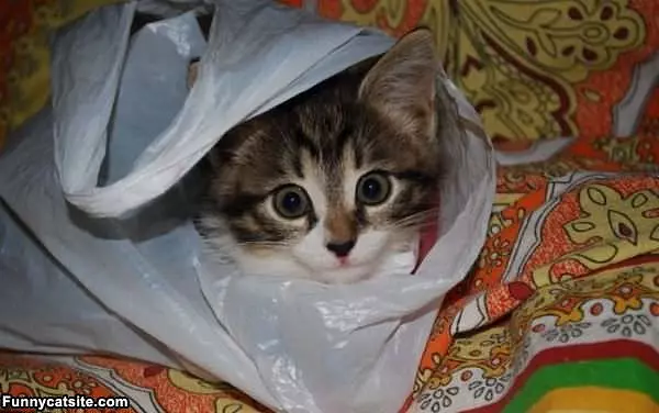 In Da Bag