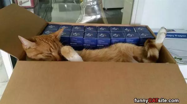 This Box Is Nice