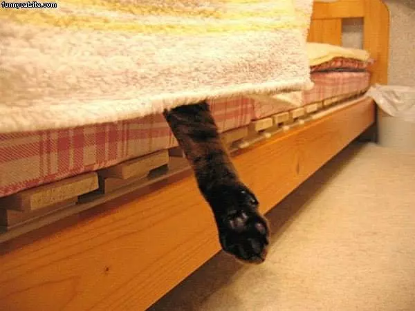Paw