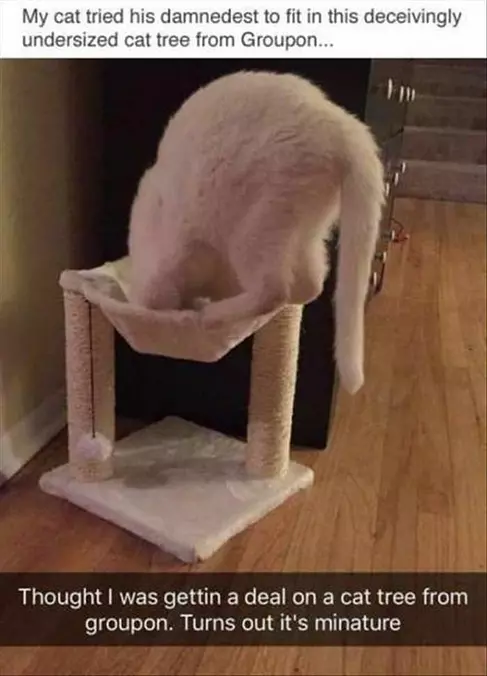 Groupon Cat