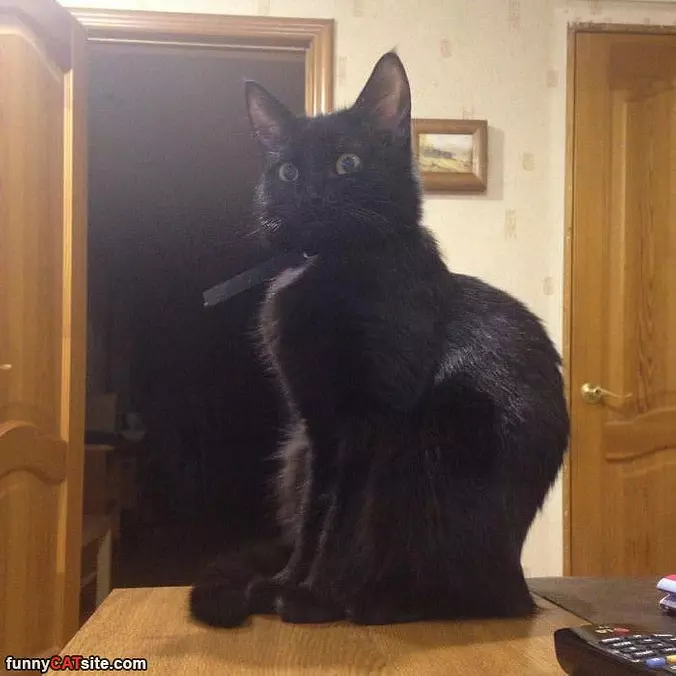 Majesitic Kitty