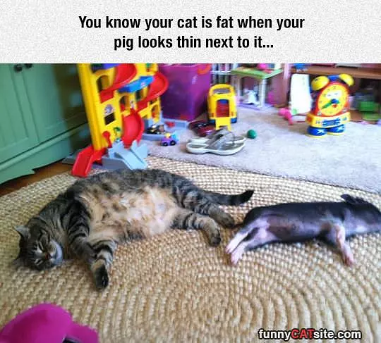 Fat Cat