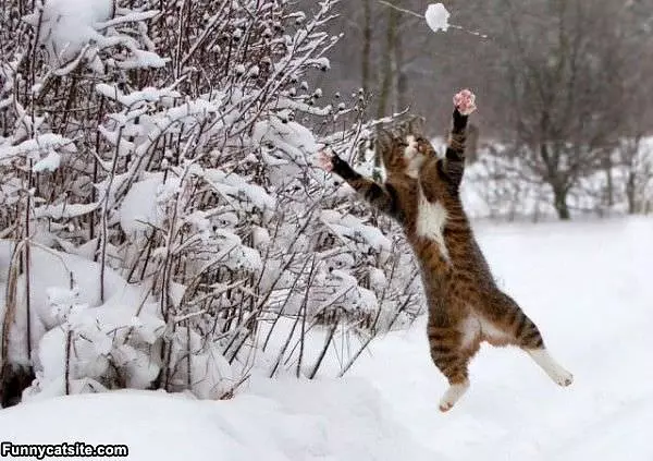 Snowball Attack