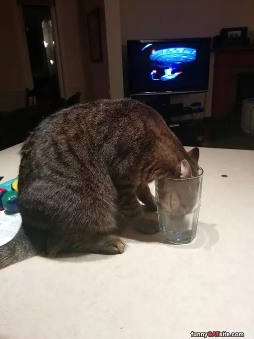 Face In The Cup