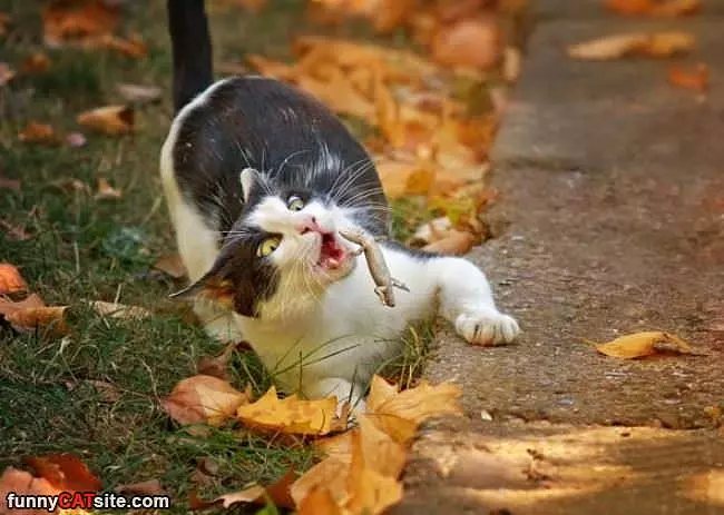 Going To Catch It