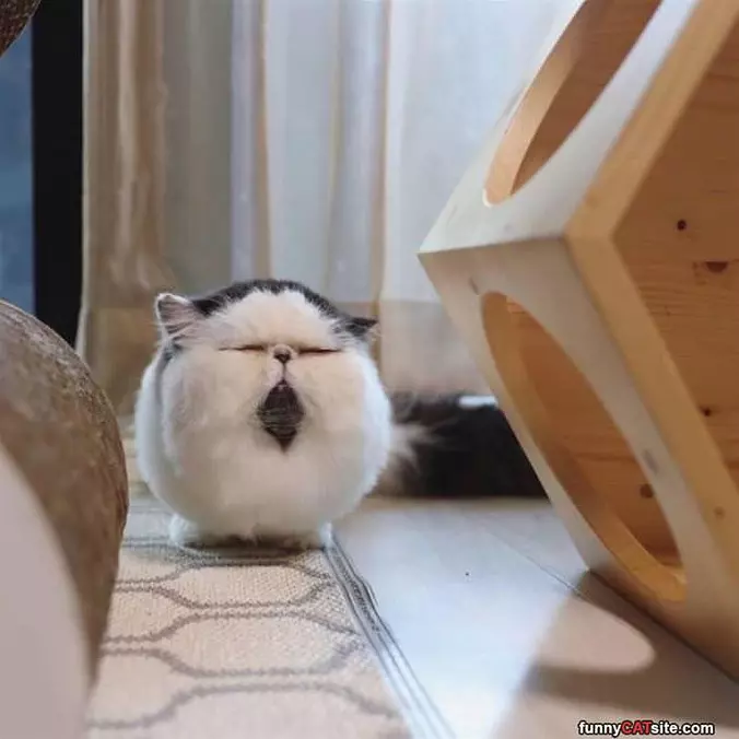 Nice Beard