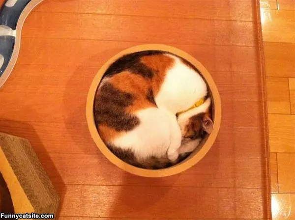 Curled Up In Here