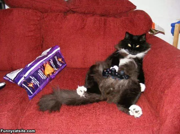 Playstation Cat