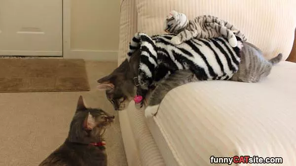 Zebra Cat