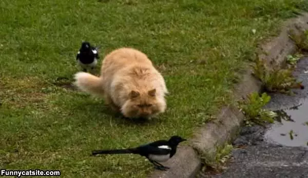 I Will Catch You