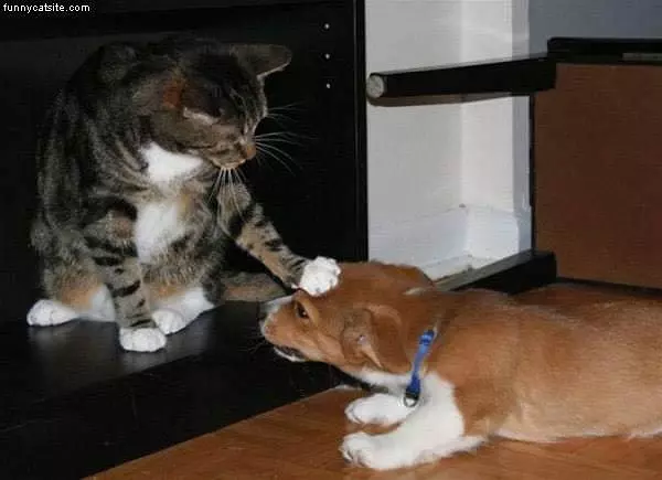 Black Stripped Cat Attacks Brown Dog