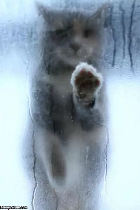 Let Me In