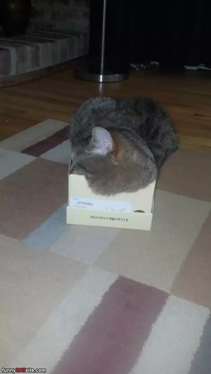 Cat In A Box