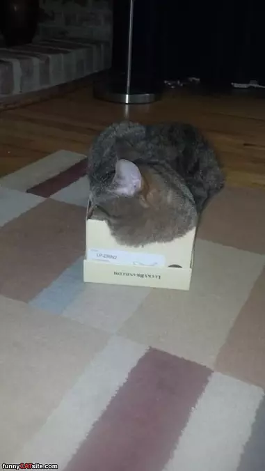 Cat In A Box
