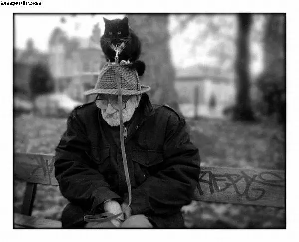 Cat Hat