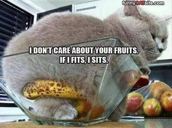 I Dont Care