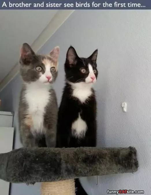 First Time Seeing Birds
