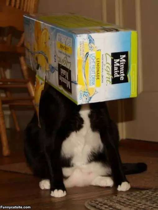 Out Of Lemonade Cat