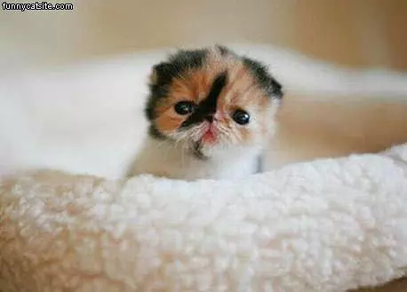 Tiny Kitten Face