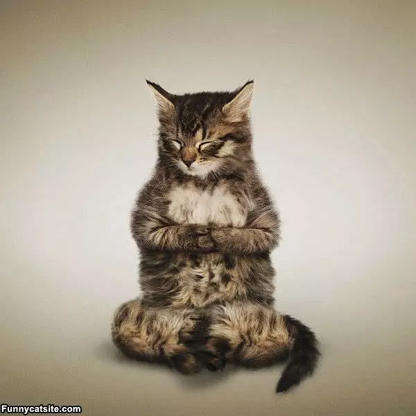 Yoga Cat