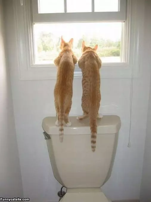 Whats Out There