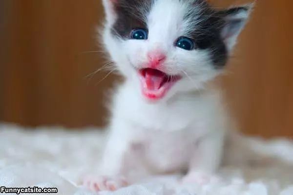 Oh Hiiiii