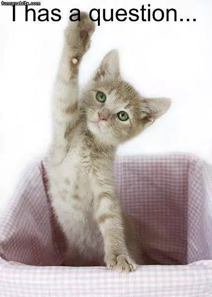 Question Cat