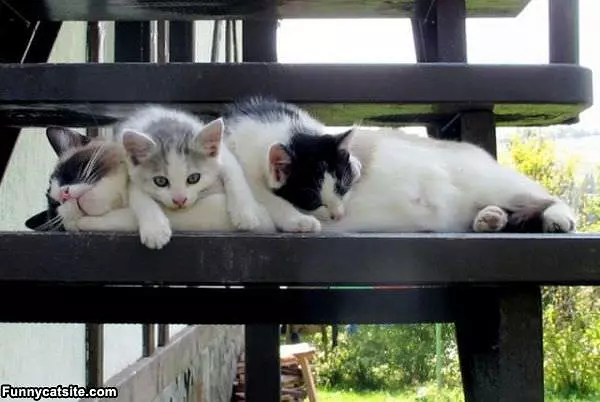 Bundle Of Cats