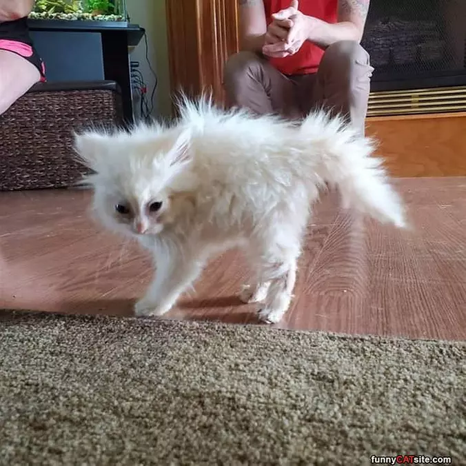 Soooo Fuzzy